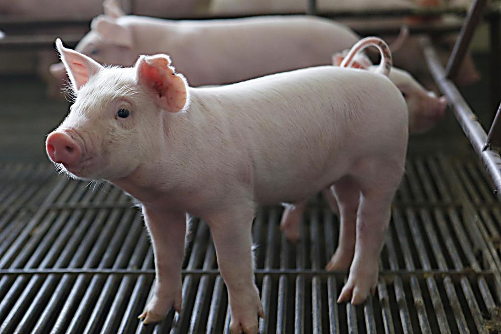 Região Sul do Brasil lidera produção e exportação de aves e suínos | Albari Rosa/Gazeta do Povo