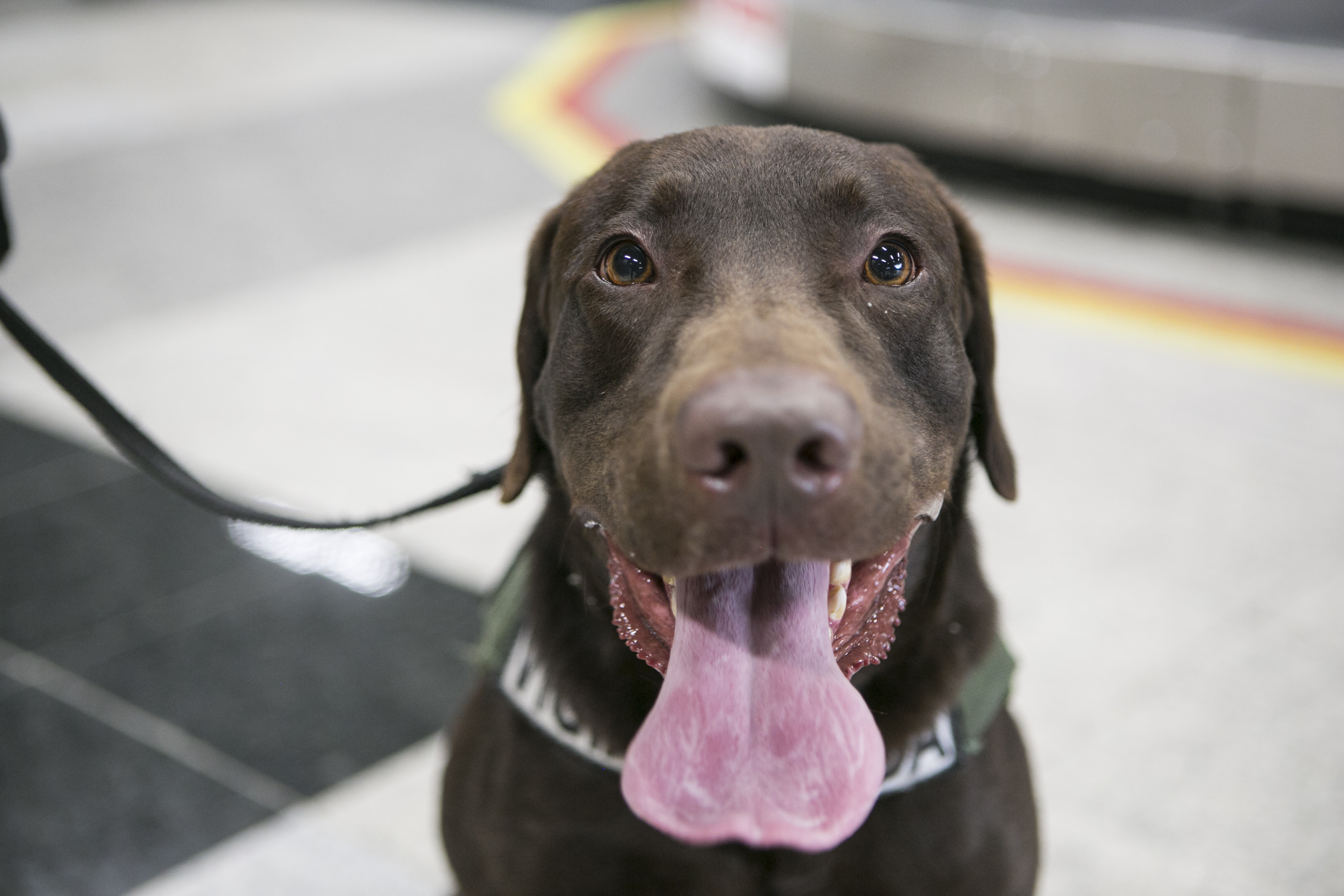 Thor divide seu expediente entre o Aeroporto  Afonso Pena e o Centro de  Encomendas Expressas dos Correios | Marcelo Andrade/Gazeta do Povo