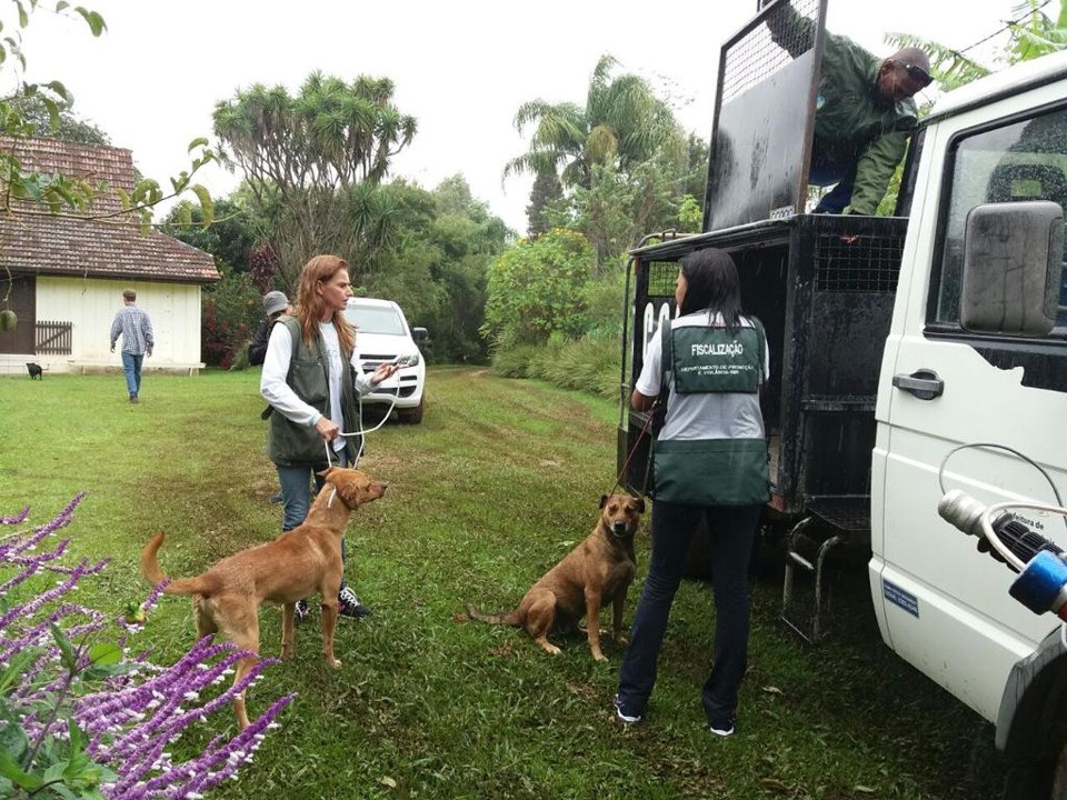 Dois cães foram recolhidos na chácara atacada e permanecem em observação por dez dias | Célia Regina Alberti /Colaboração