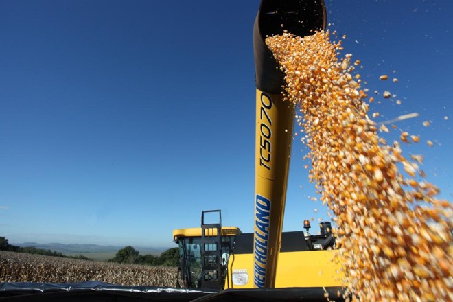 Área de plantio do milho safrinha no Paraná em 2018 foi 11% menor que o ano passado, ficando em 2,155 milhões de hectares nesta temporada | Dirceu Portugal/Gazeta do Povo