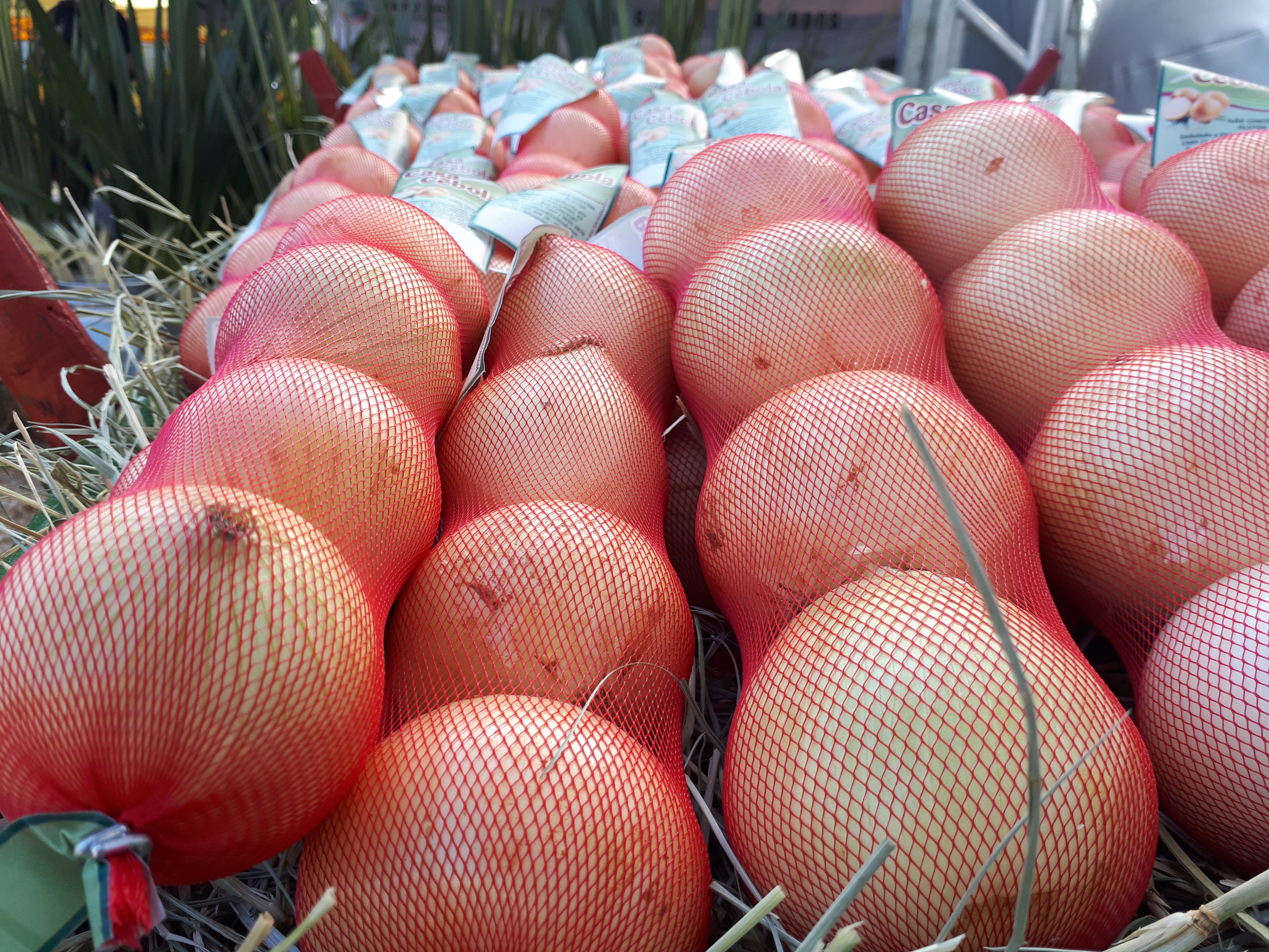 | Marcos Tosi/Gazeta do Povo