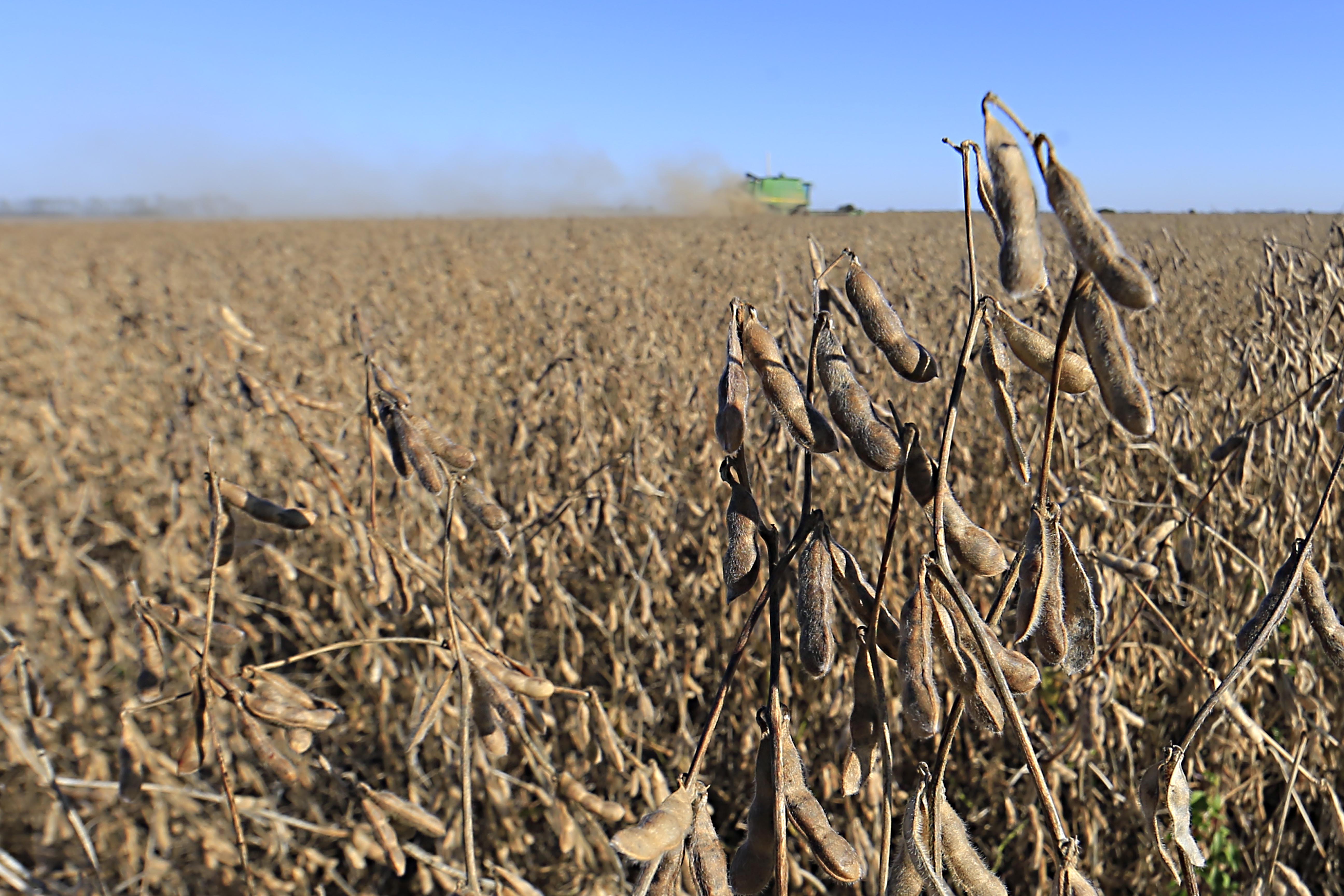Segundo a entidade, 28% da área de soja está colhida, muito acima dos 8% de igual período do ano passado. | Albari Rosa/Gazeta do Povo