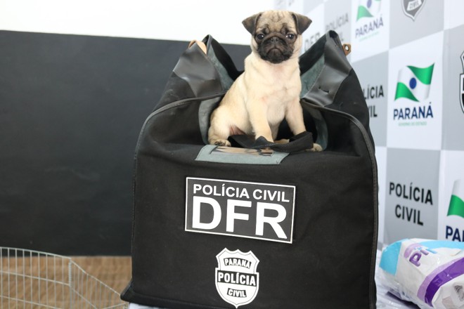 Cachorrinhos foram devolvidos aos donos pela Polícia Civil. | Polícia Civil/