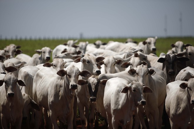 Com mais de 218 milhões de cabeças, Brasil tem o maior rebanho comercial do mundo. | Jonathan Campos/Gazeta do Povo