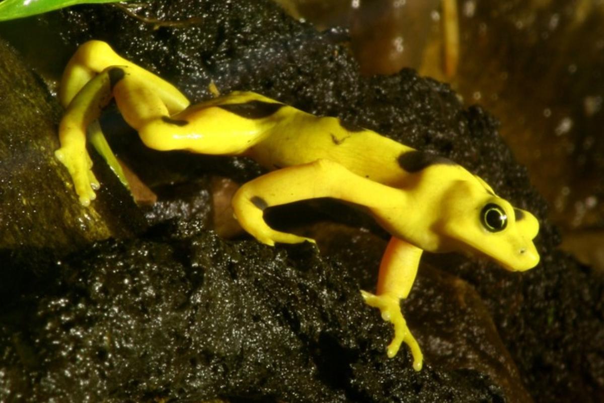 De uns anos para cá, os biólogos passaram a ver muitas rãs doentes; depois, mortas. E daí não conseguiram mais encontrar nenhuma. Mas, agora, elas estão voltando a aparecer | Pixabay