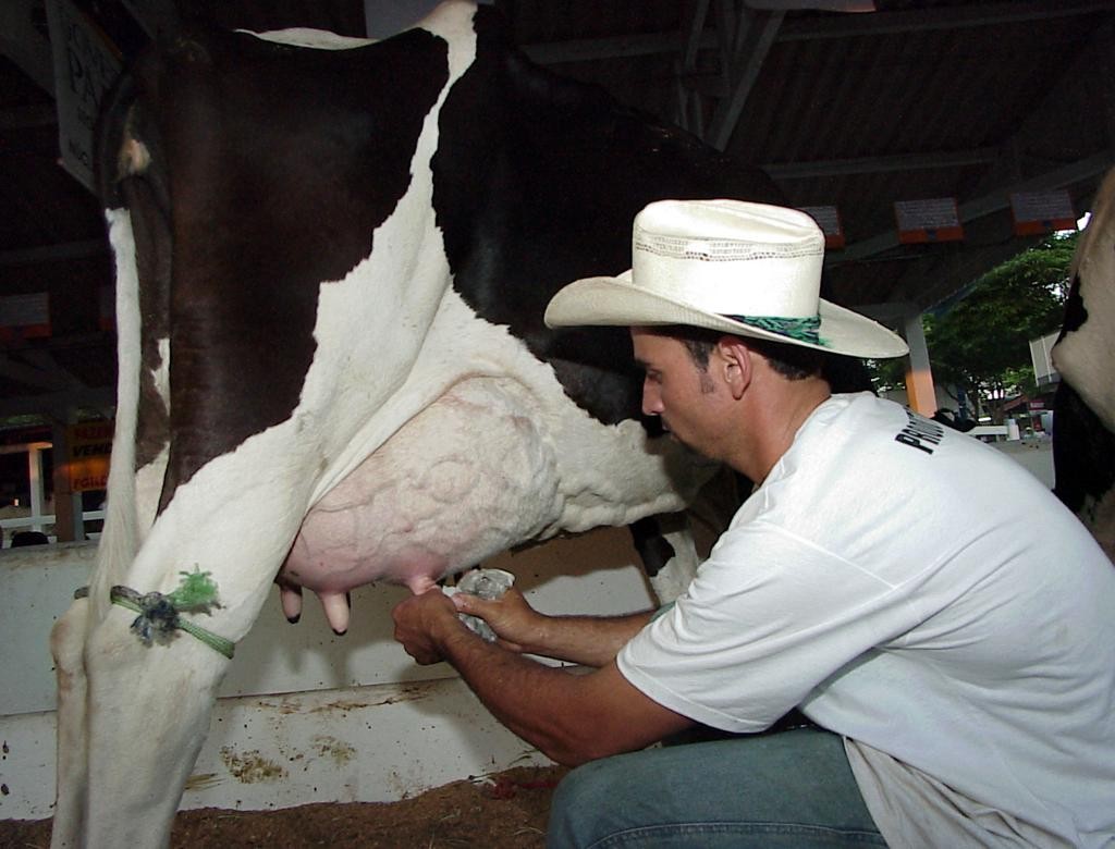 Produtor de leite em Umuarama, no interior do Paraná