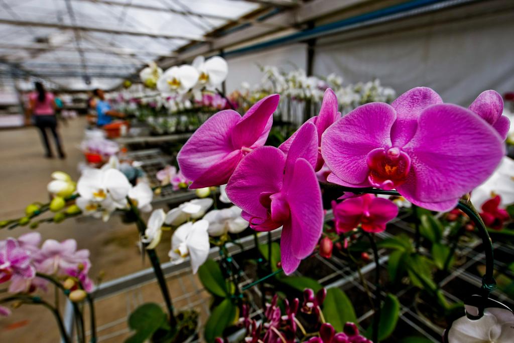 Orquídeas e rosas são as preferidas pelos filhos para dar presente no Dia das Mães | Daniel Castellano / AGP