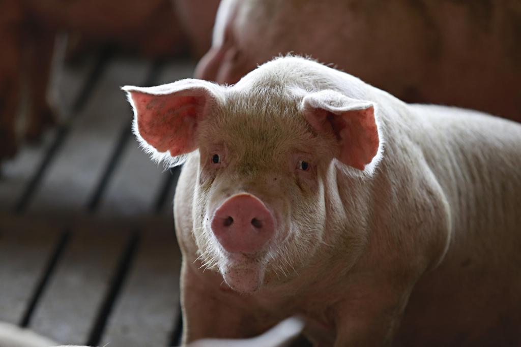 A associação afirma que a paralisação já atinge cerca de 20 milhões de suínos que não estão recebendo alimentação suficiente. | JONATHAN CAMPOS/GAZETA DO POVO