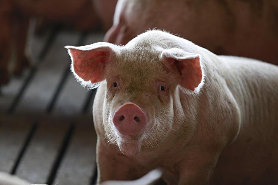 A associação afirma que a paralisação já atinge cerca de 20 milhões de suínos que não estão recebendo alimentação suficiente. | JONATHAN CAMPOS/GAZETA DO POVO