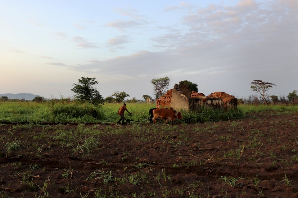 Para plantar, o agricultor  Patrick Ogik  precisa muitas vezes remover os escombros da guerra que aconteceu em Uganda nas últimas décadas | MEGAN SPECIA/NYT