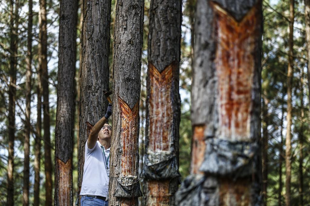 O engenheiro agrônomo Edson Domit Draginski, proprietário da RDS Assessoria Florestal, trabalha há 12 anos com a extração de resina. | Jonathan Campos/Gazeta do Povo
