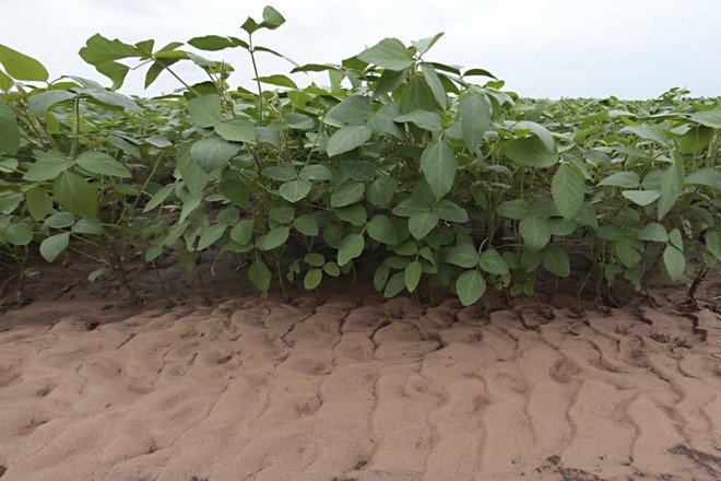 O Brasil é essencialmente dependente de importações de fertilizantes agrícolas, sujeitos à variação nos preços internacionais. | Albari Rosa/Gazeta do Povo