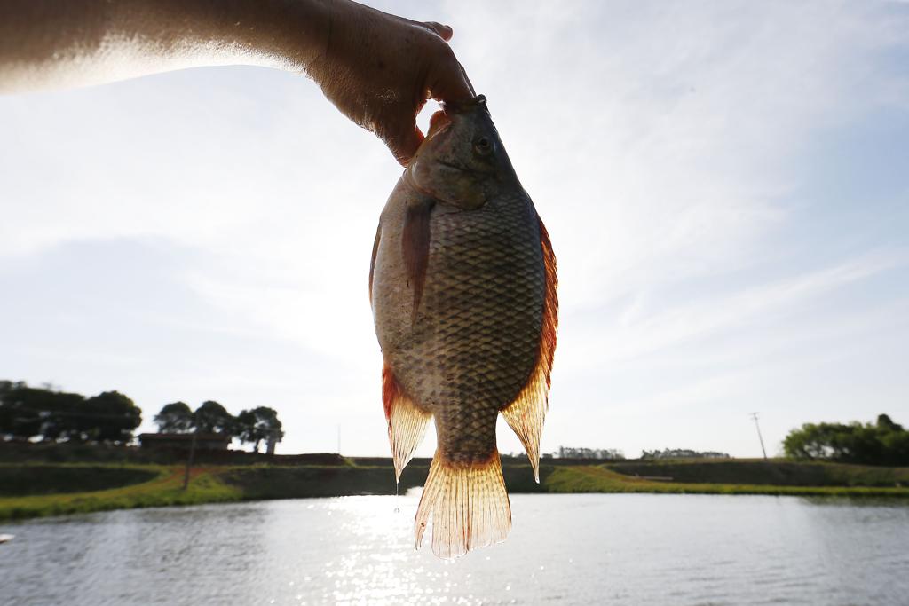 Dados da Emater-PR indicam que a piscicultura está entre as atividades econômicas que hoje dão mais retorno ao produtor da região Oeste do Paraná | Albari Rosa/Gazeta do Povo
