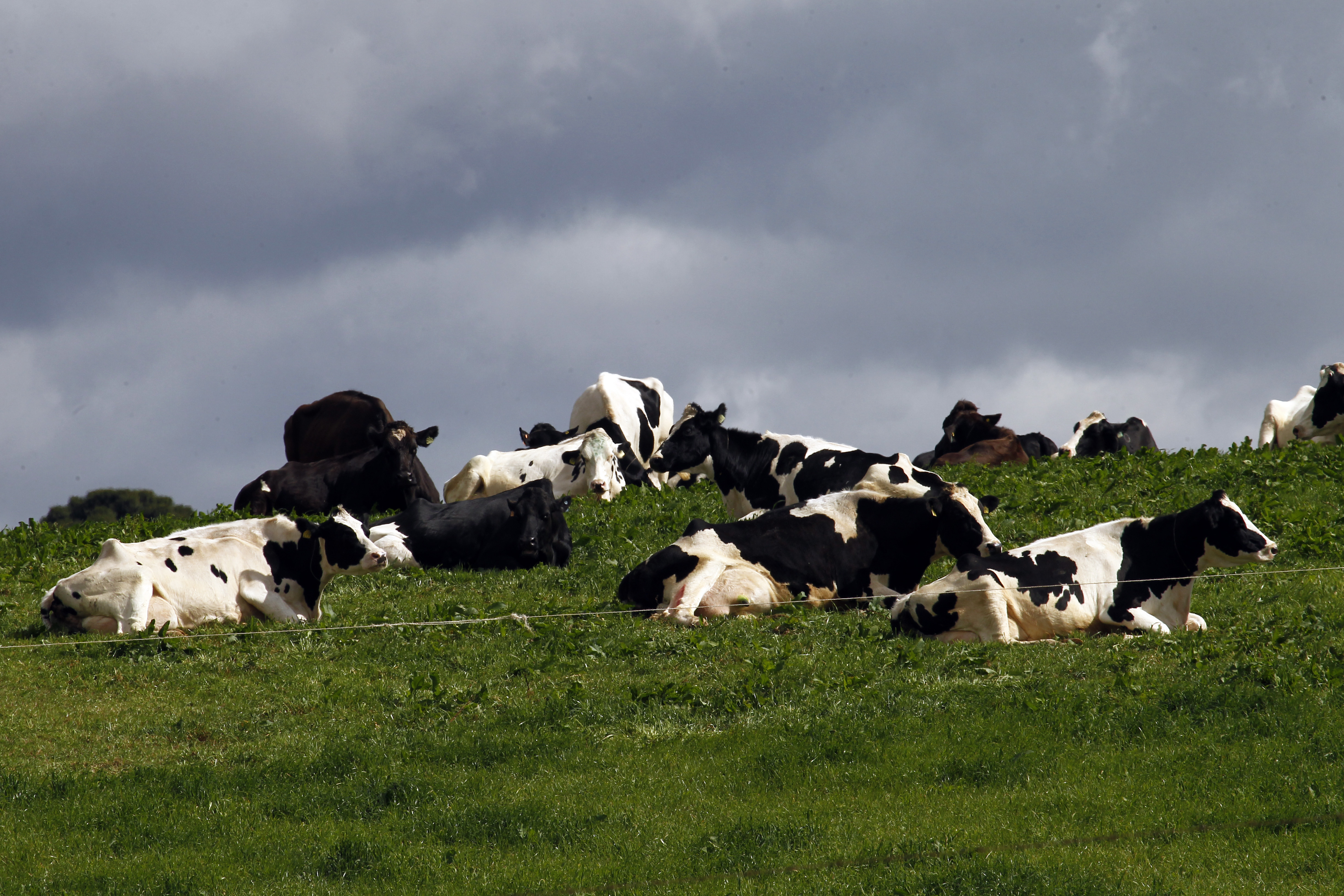 Com genética, tecnologia e manejo adequado, algumas vacas chegam a produzi r mais de 70 litros de leite por dia | Daniel Caron/Gazeta do Povo