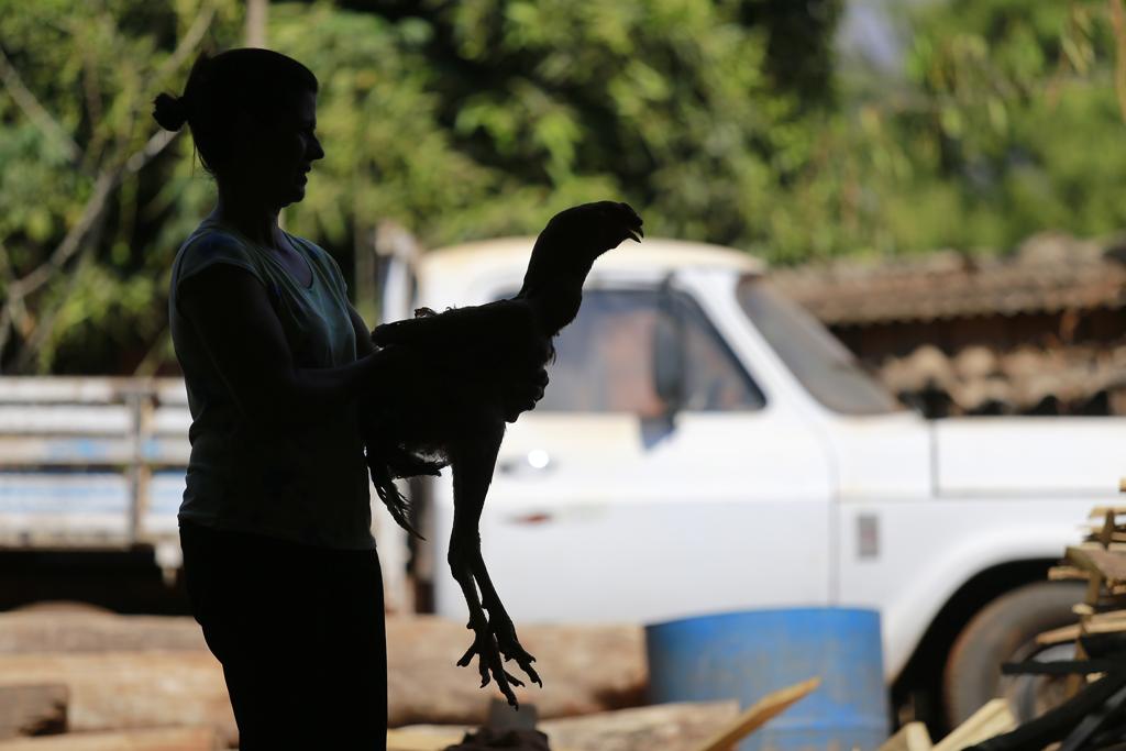 Empresas não estão conseguindo levar alimento aos animais, que já começam a morrer e praticar canibalismo | JONATHAN CAMPOS/GAZETA DO POVO