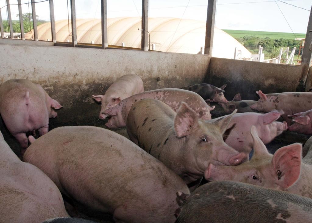 Ao fundo da grana de suínos, biodigestor reaproveita dejetos dos animais para produzir energia: agora, com a nova lei de biogás e biometano, produção  de energia a partir de esterco poderá ser comercializada