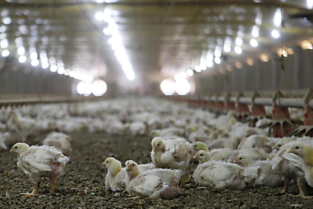 Caso veículos com insumos  não cheguem às propriedades avícolas, mortes de aves podem chegar a 1 bilhão já nesta semana | Albari Rosa/Gazeta do Povo