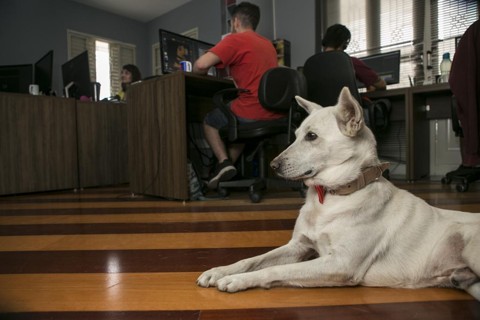 Empresas liberam pets no trabalho de olho na motivação dos donos A Escola Revolution, de Curitiba, adotou Freela. O animal deixou os funcionários mais motivados e produtivos. | Marcelo Andrade/Gazeta do Povo