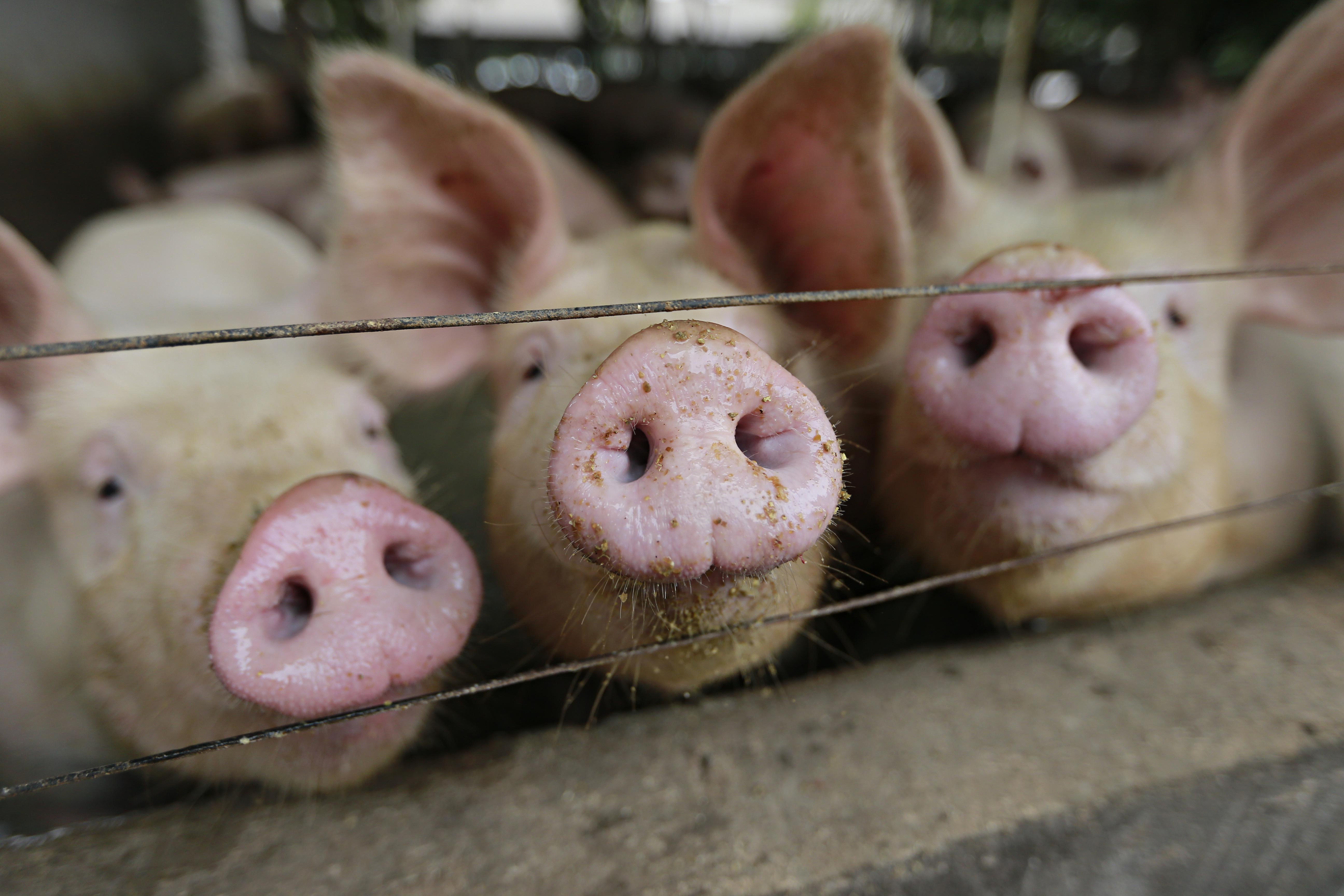 Produtores estão sendo obrigados a adotar a restrição alimentar em seus plantéis. | Jonathan Campos/Gazeta do Povo