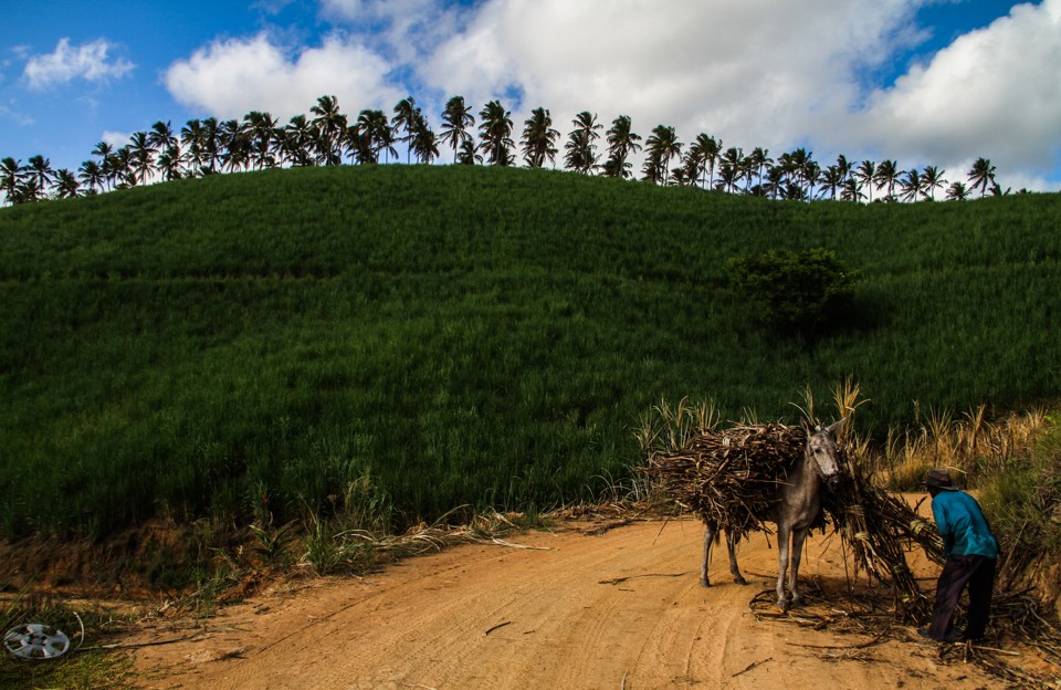 Boia fria realiza corte de cana na divisa dos estados de Pernambuco e Alagoas | DANIEL CASTELLANO/GAZETA DO POVO