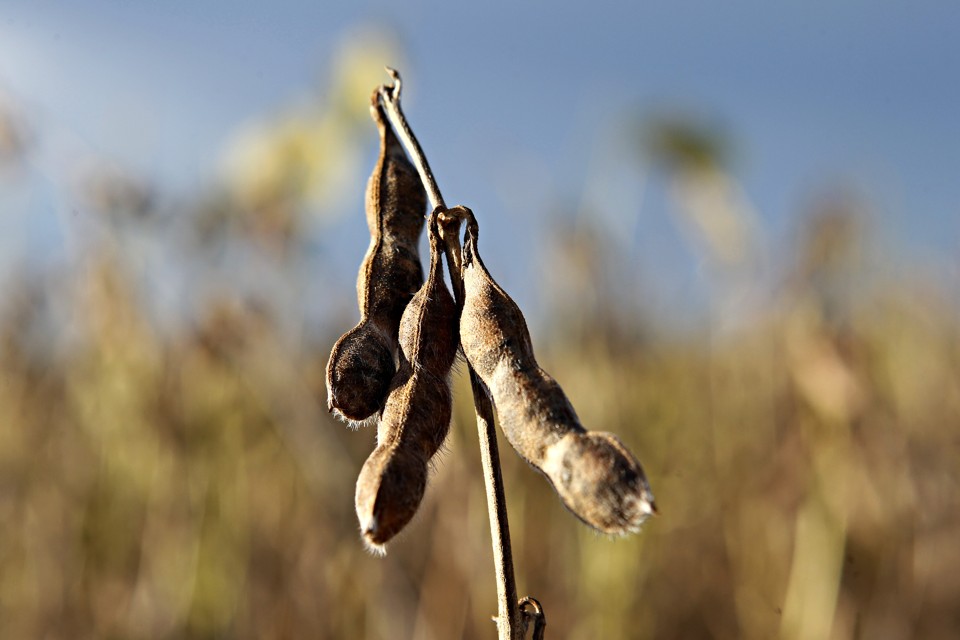 Brasil será o maior produtor de soja do planeta já em 2019, preveem EUA O USDA aponta que o Brasil irá repetir a safra 2017/18 e colher 117 milhões (t), enquanto a produção norte-americana ficará em 116,48 milhões (t). | Daniel Caron/Gazeta do Povo
