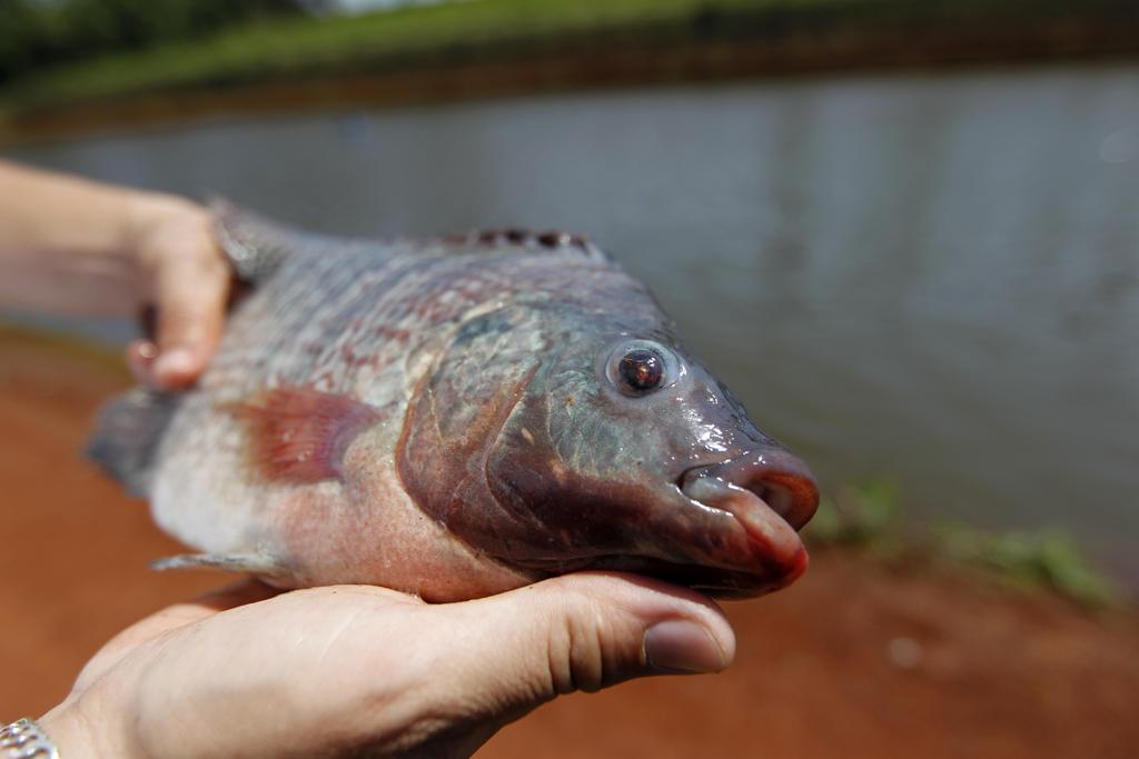 Doença que acomete peixes, vírus da tilápia pode provocar mortalidades massivas da espécie. Apesar de ameaçar a aquicultura, não há riscos para saúde pública. | Jonathan Campos/Gazeta do Povo