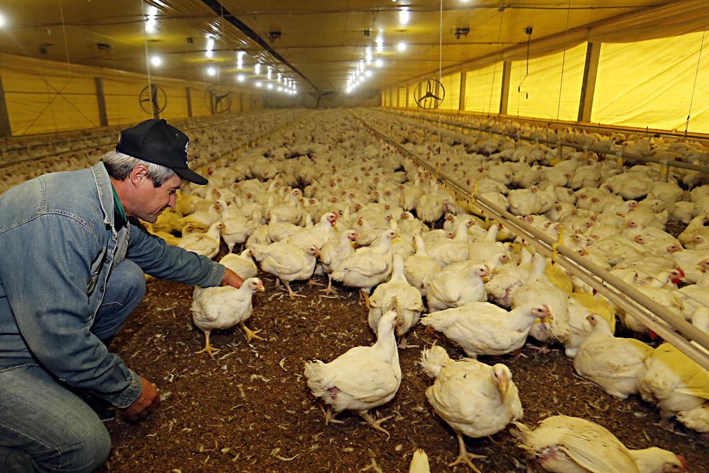 Valterci Silvestre, criador de frangos em Chapecó (SC), inspeciona condições no aviário | Albari Rosa/Gazeta do Povo