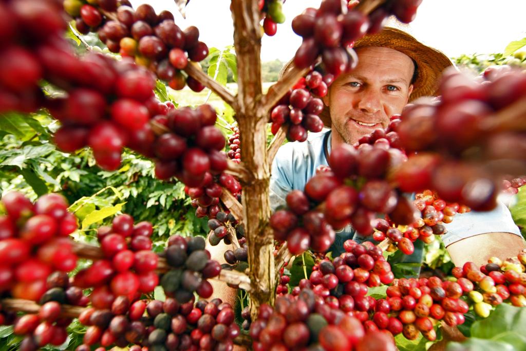 Resultado histórico deve-se à bienalidade positiva - o café produz muito em um ano e tem produção menor no ano seguinte. | Albari Rosa
Gazeta d o Povo