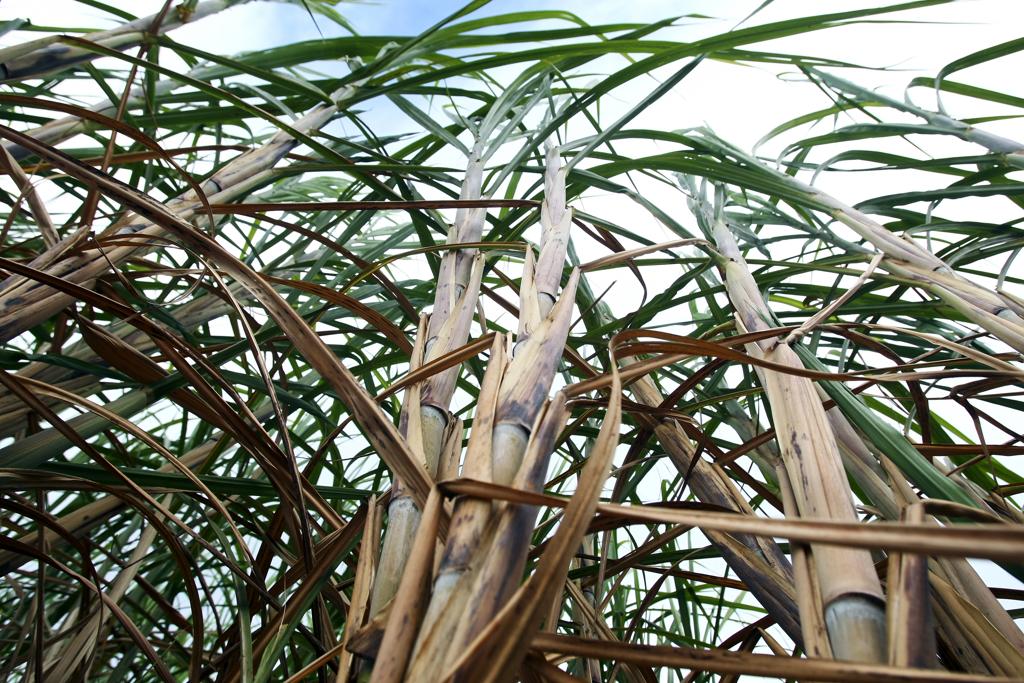 Nas últimas semanas, preço do etanol caiu quase 3% | Arquivo/Gazeta do Povo