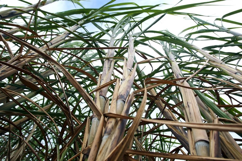 Nas últimas semanas, preço do etanol caiu quase 3%