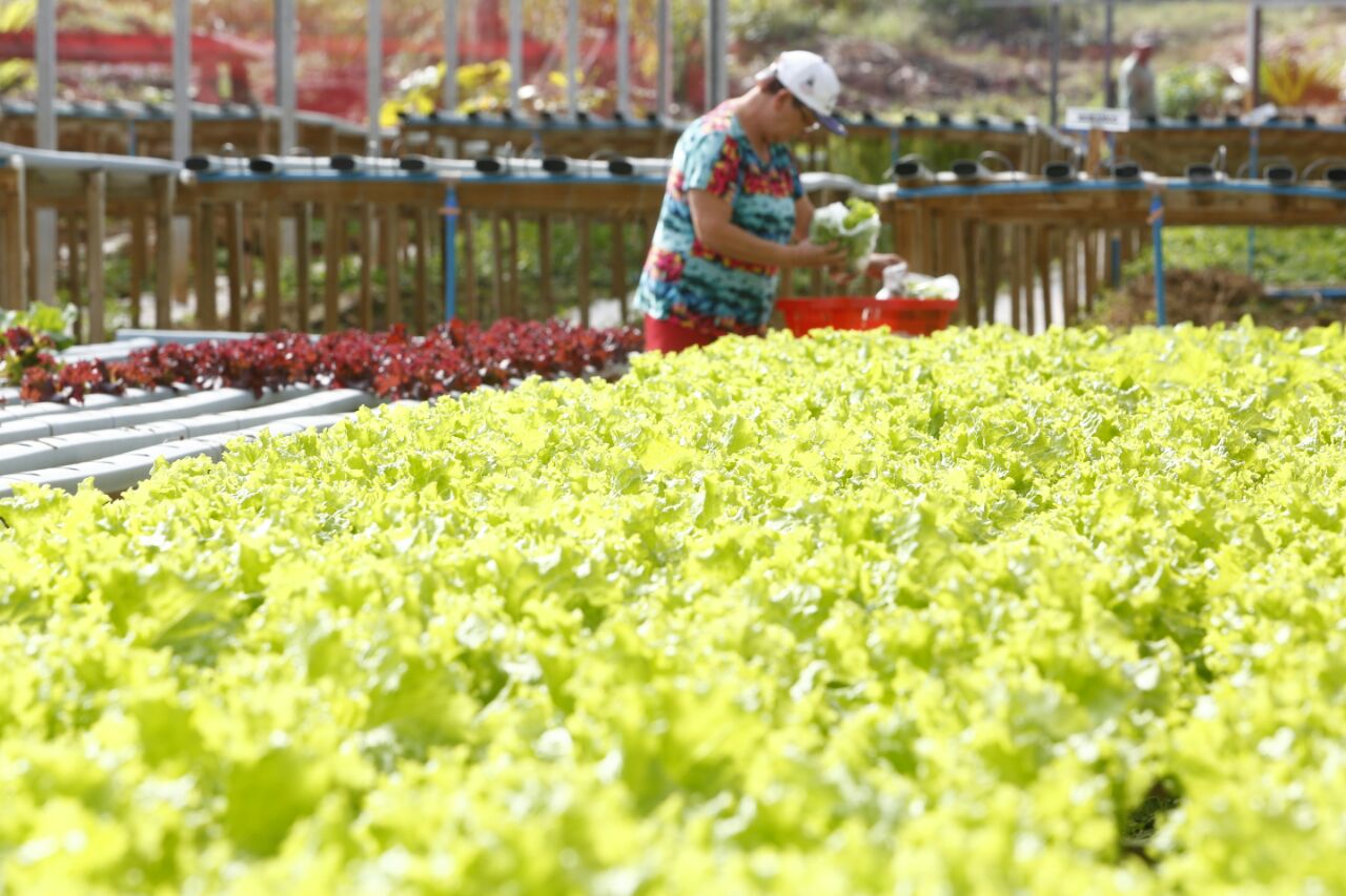 Além de alface, Chácara Silva tem rúcula, brócolis, couve e beterraba para vender nesta quarta-eira. | Aniele Nascimento/Gazeta do Povo