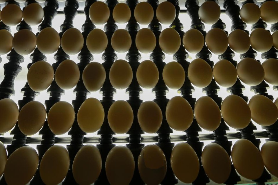 Sobe para 35 o número de doentes por surto de salmonela nos EUA 207 milhões de ovos tiveram de ser recolhidos por causa de contaminação | Jonathan Campos
/Gazeta do Povo