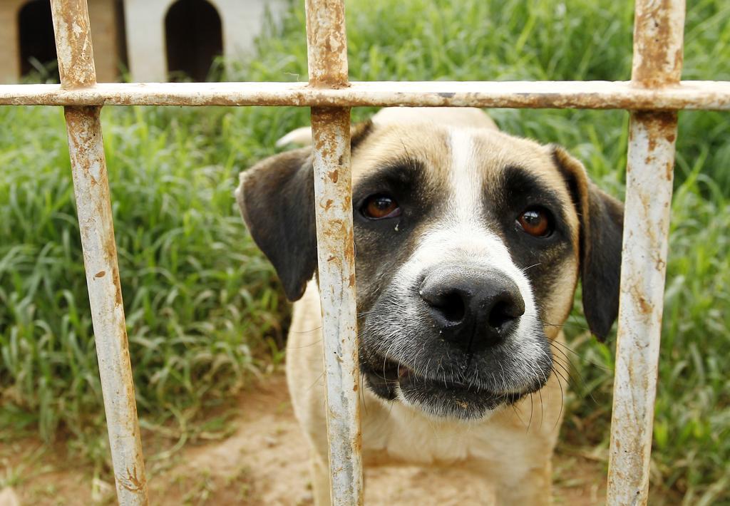 | Hugo Harada/Gazeta do Povo