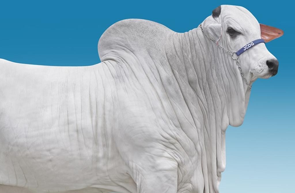 Touro Landau tem apenas 5 anos e já possui 14.815 filhos comunicados | Divulgação/