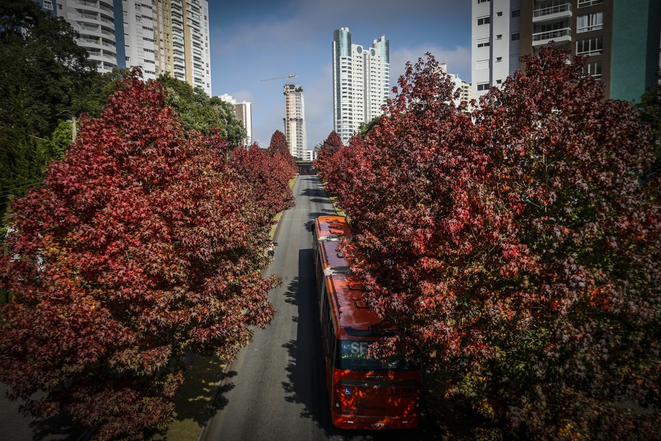 Rua Deputado Heitor Alencar Furtado, entre o Mossunguê e o Campo Comprido, é um dos endereços mais fotografados de Curitiba. | Jonathan Campos/Gazeta do Povo