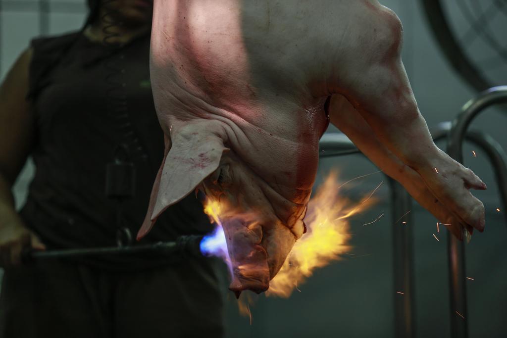 Produção de suínos: nos Estados Unidos, animais feridos não receberam atendimento veterinário. Diversas aves morreram de sede e fome e gatos foram sacrificados sem necessidade, afirmam especialistas | Jonathan Campos/Gazeta do Povo