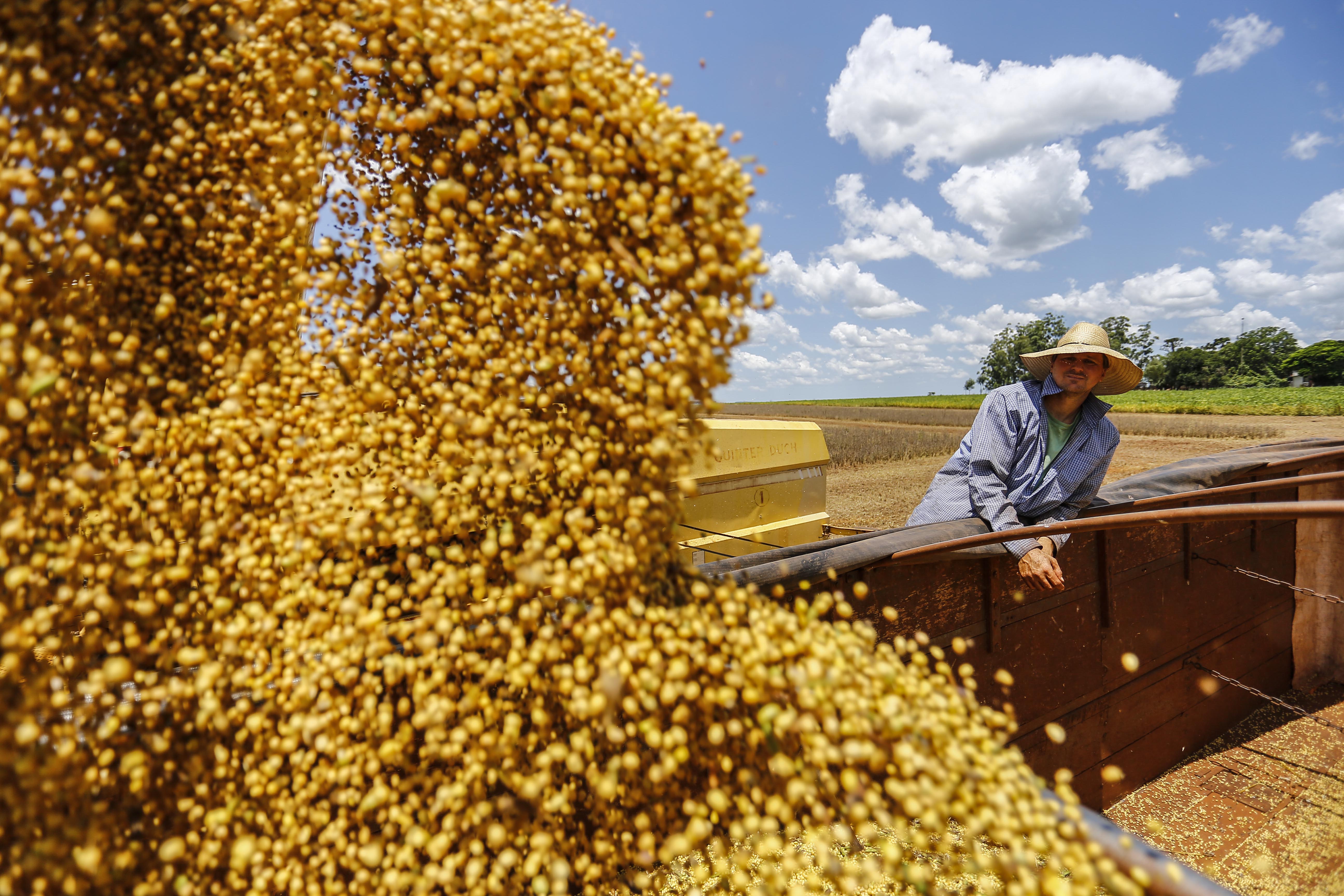 Exportações de soja do Brasil estão aumentando graças à recente ameaça chinesa de aumentar as tarifas sobre o produto vindo dos Estados Unidos em 25%. | Jonathan Campos/GAZETA DO POVO