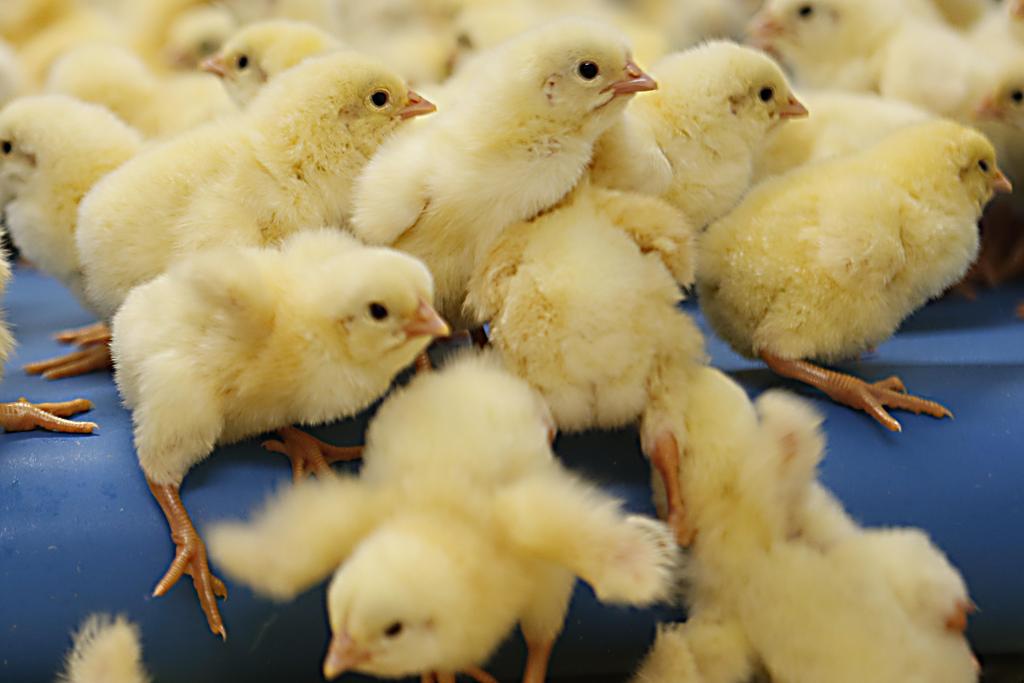 Pintinhos estão sendo descartados dois dias antes da eclosão dos ovos | Albari Rosa/