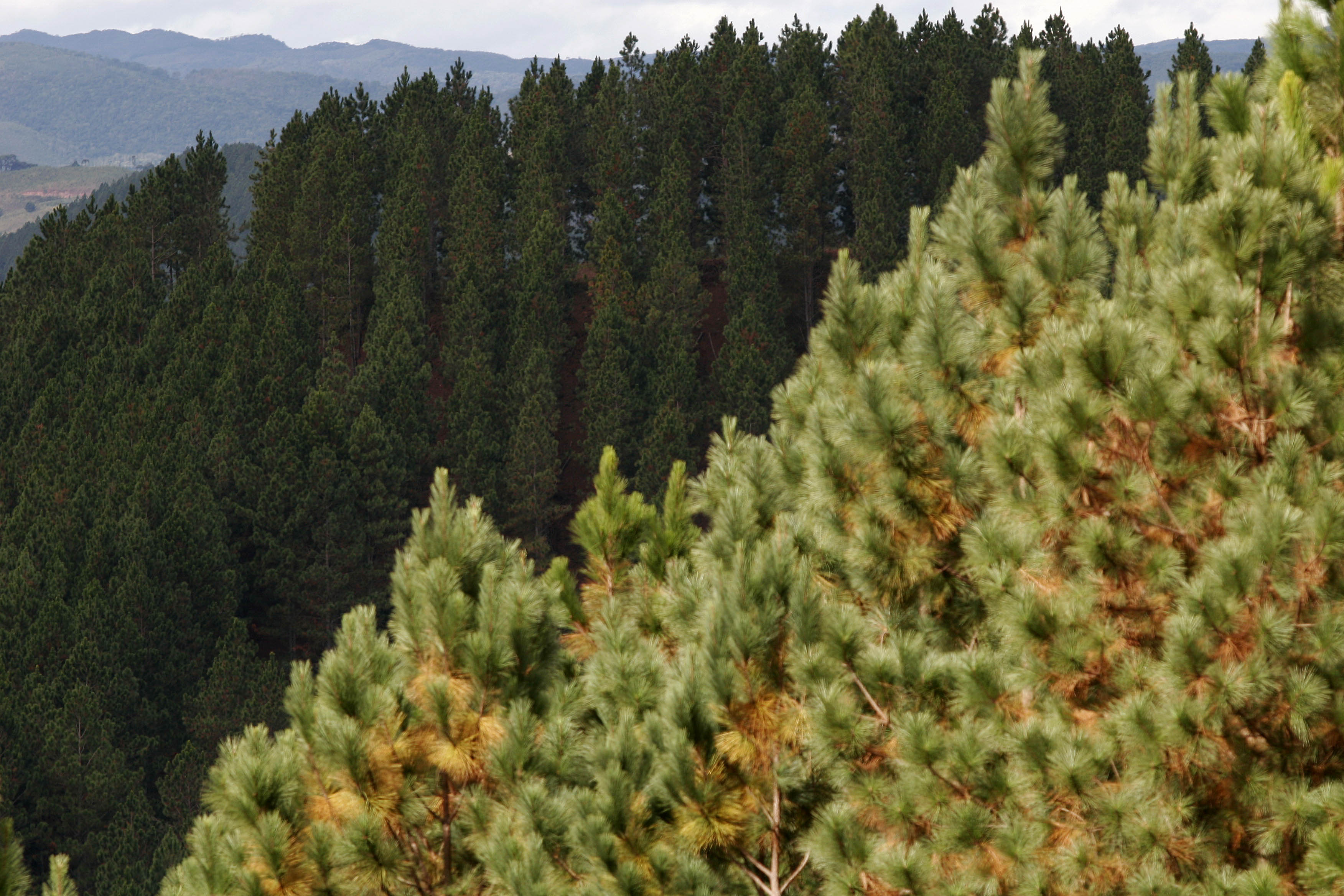 Universidade americana tem milhares de hectares de floresta plantada na América do Sul, as mais valiosas no Brasil | Jonathan Campos/Gazeta do Povo