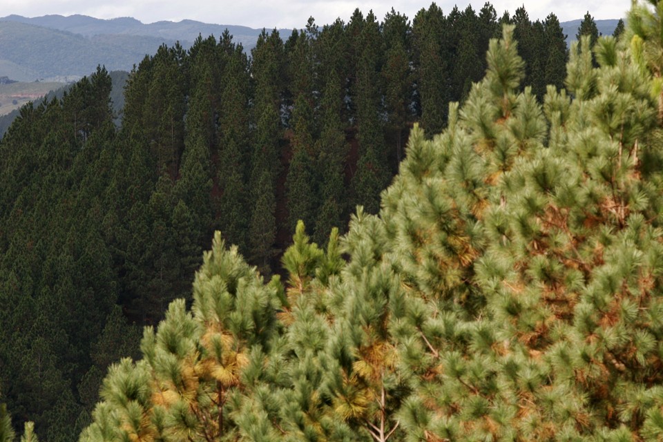 Universidade de Harvard põe à venda suas fazendas no Brasil Universidade americana tem milhares de hectares de floresta plantada na América do Sul, as mais valiosas no Brasil | Jonathan Campos/Gazeta do Povo
