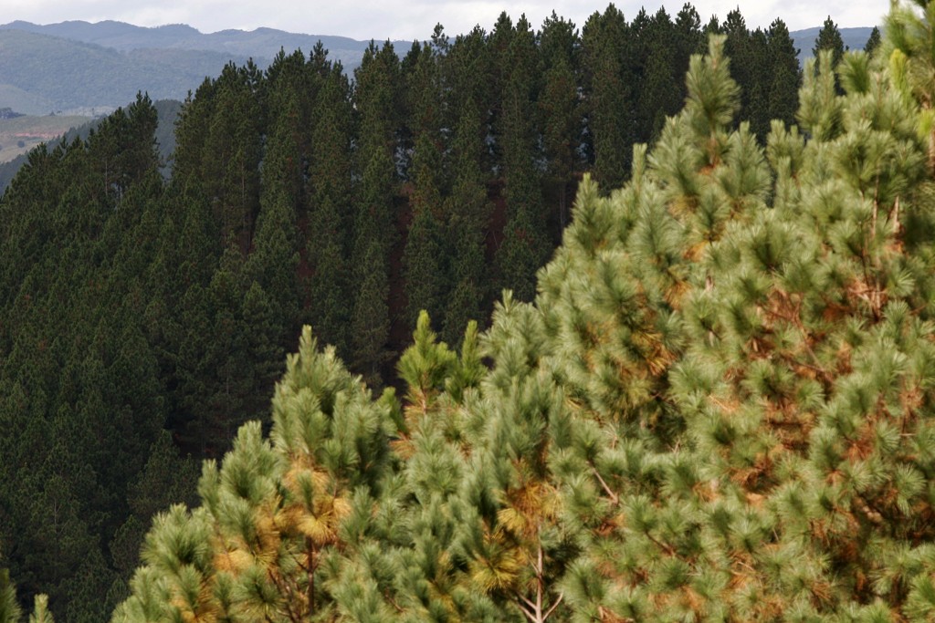 Universidade americana tem milhares de hectares de floresta plantada na América do Sul, as mais valiosas no Brasil