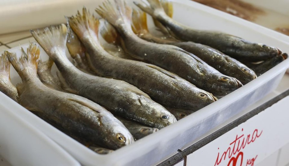 Exportações de peixe para a Europa  são pouco significativas, quando se leva em conta toda a linha de carnes | Arquivo/Gazeta do Povo