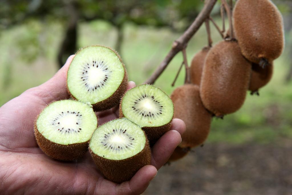 País da Oceania vai colher safra 19% maior neste ano | Arquivo/Gazeta do Povo