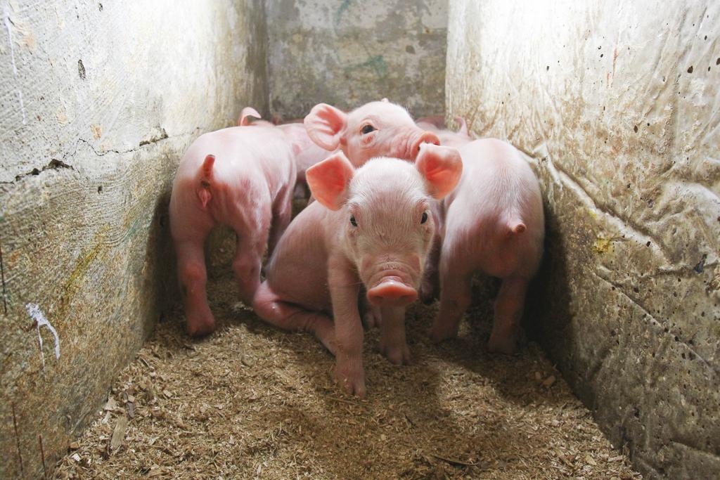 Produção de leitões em Minas Gerais | Daniel Castellano/Gazeta do Povo