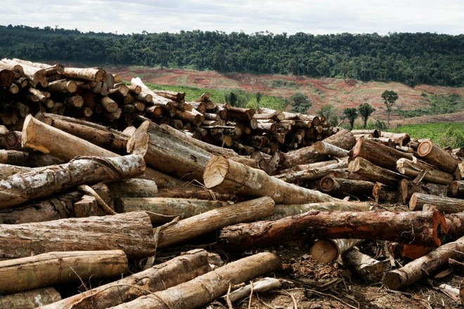 Paraná é recorrentemente um dos estados que mais derruba a Mata Atlântica. | Henry Milleo/ Arquivo Gazeta do Povo