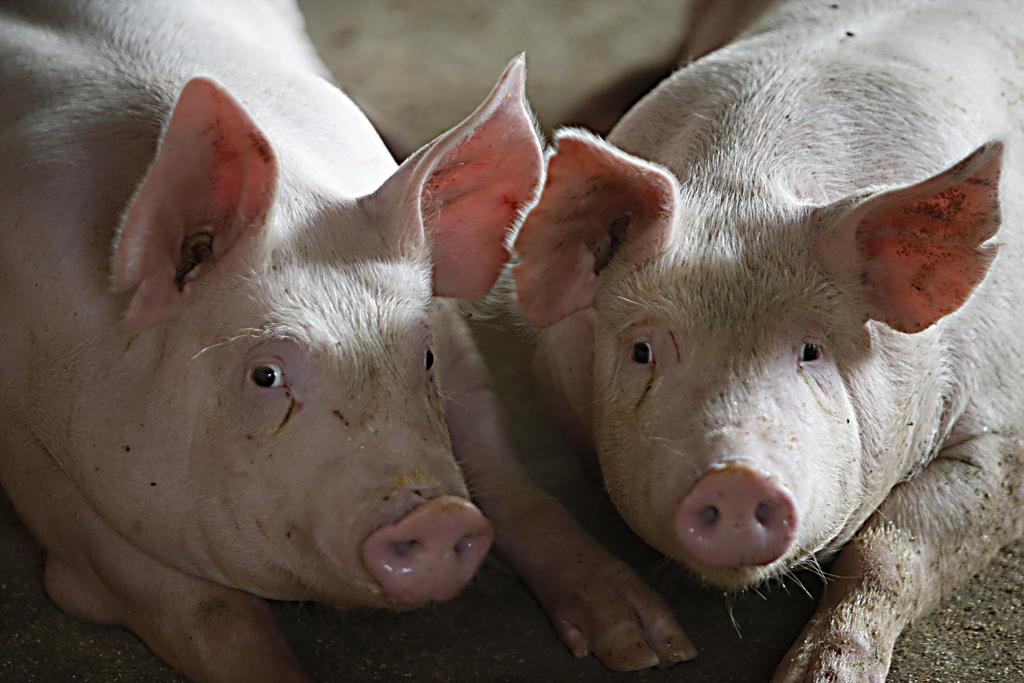 Situação nas granjas de suínos é “desesperadora e caótica” | Albari Rosa/Gazeta do Povo