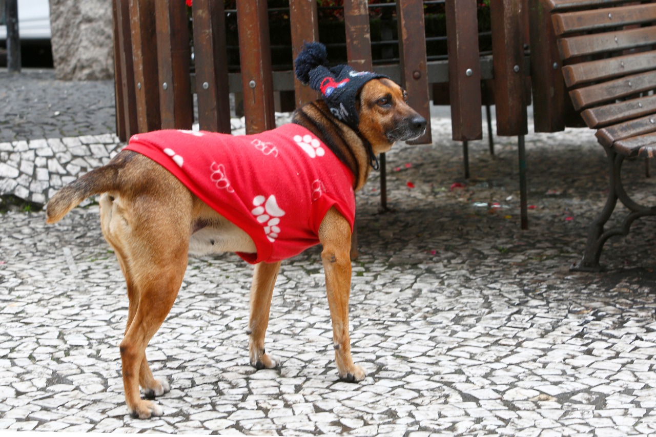 Com seu casaco e touca na cabeça, a cadelinha Bandida chama atenção ao desfilar pelo calçadão da Rua XV | Aniele Nascimento/Gazeta do Povo