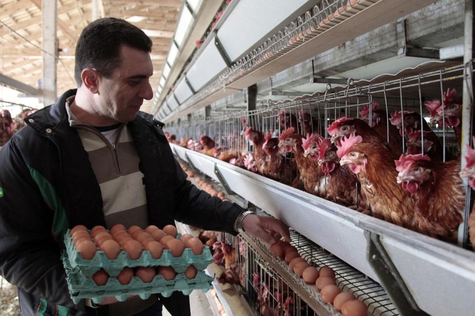 Prima-irmã dos frangos de corte, produção de ovos vive longe da crise Joel Zulian quer dobrar o alojamento de aves e a produção nos próximos três anos. | Daniel Caron/Gazeta do Povo