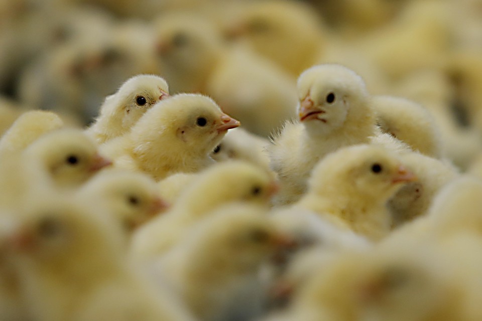 Por enquanto, as grandes indústrias têm buscado enfrentar a crise com férias coletivas e intervalos maiores no alojamento de novos lotes de frangos. | Albari Rosa/Gazeta do Povo