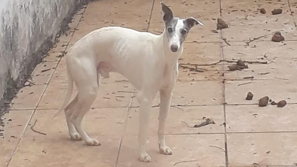  | Polícia Civil/Divulgação